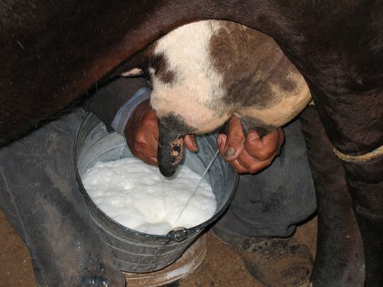 Razones para no consumir leche de vaca, en ‘Lo importante es la salud’