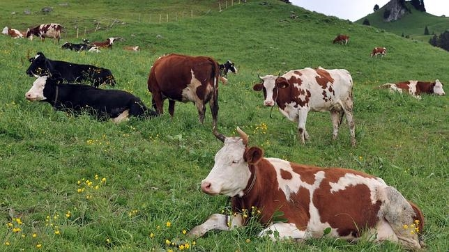 Las vacas y las acciones, en ‘De camino por la vida’